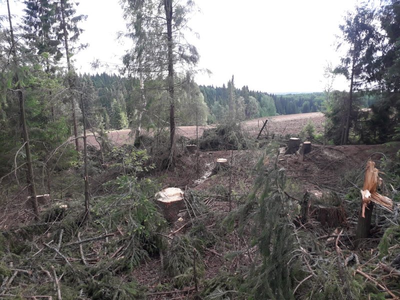 В Удмуртии сотрудниками полиции задержан подозреваемый в хищении леса на сумму более 5 млн рублей