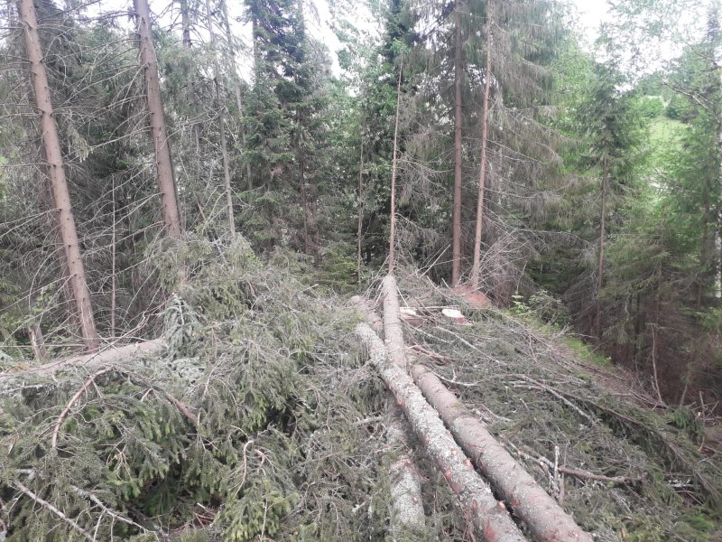 В Удмуртии сотрудниками полиции задержан подозреваемый в хищении леса на сумму более 5 млн рублей